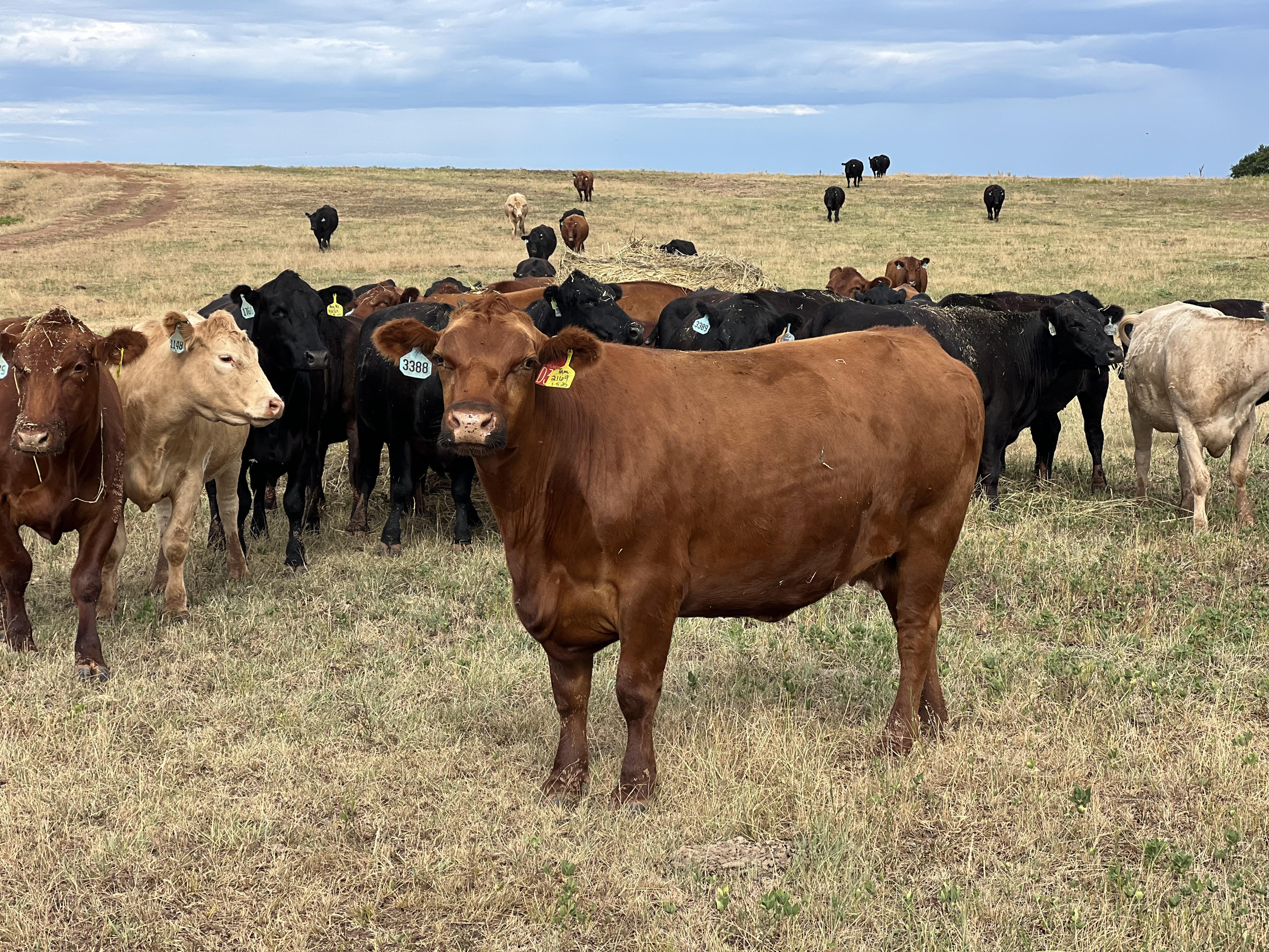 150 Head Bred recip cows